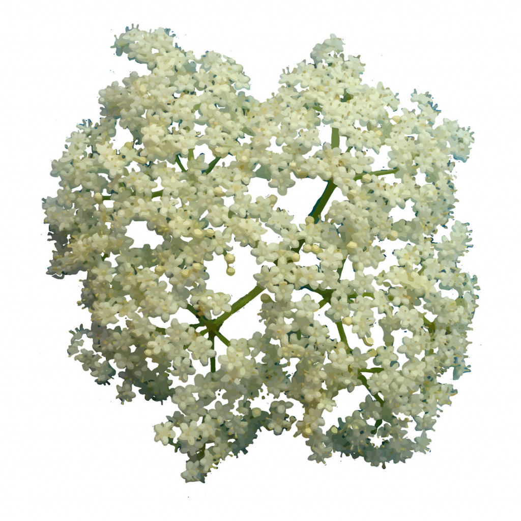 Dried organic elderflowers